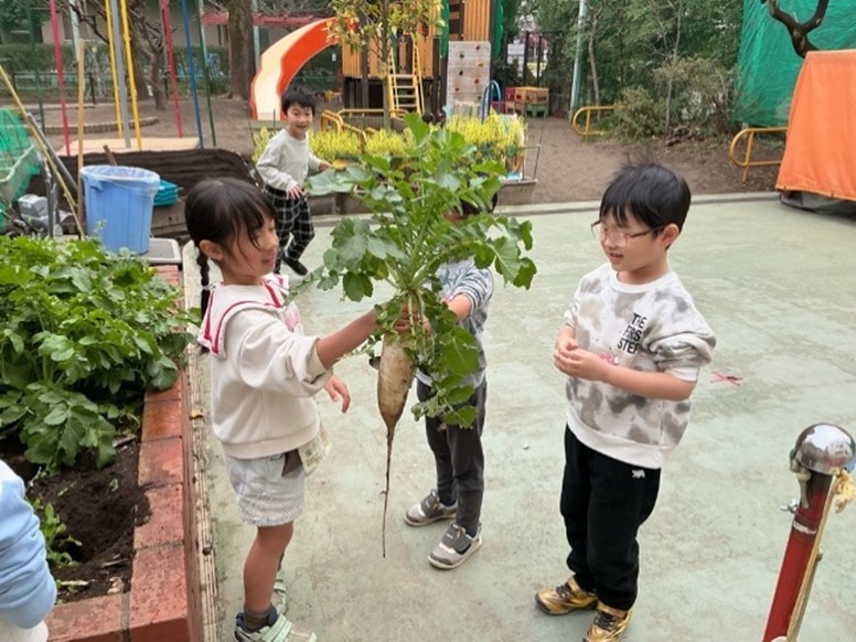 R8大根の収穫