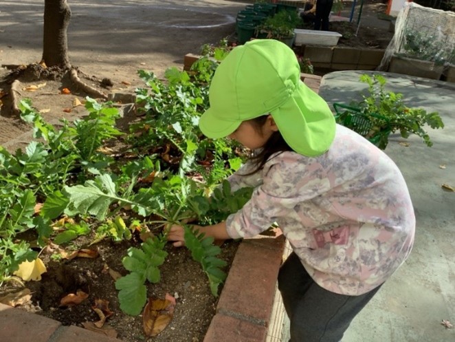 大根の収穫