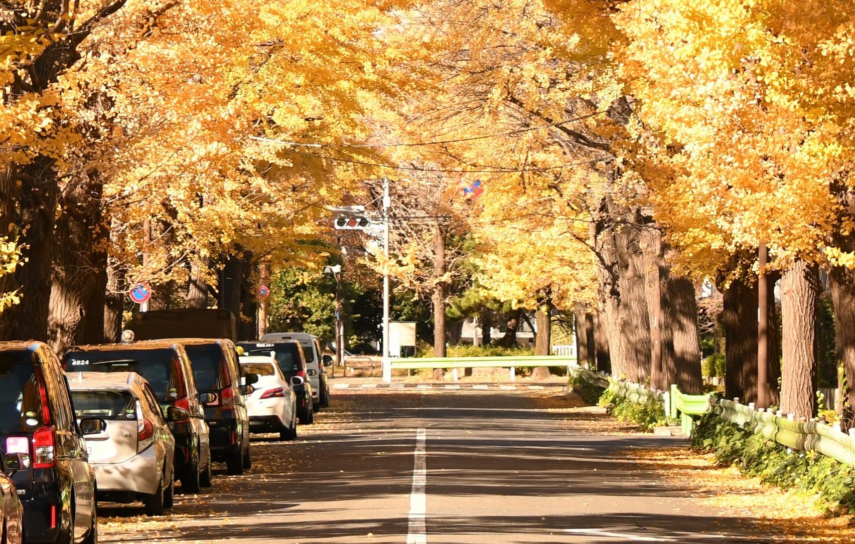 秋のイメージ（東山いちょう並木）