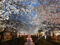 南部橋から見た夜桜の写真