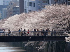 なかめ公園橋付近の桜並木の写真
