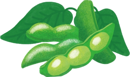 枝豆のイラスト