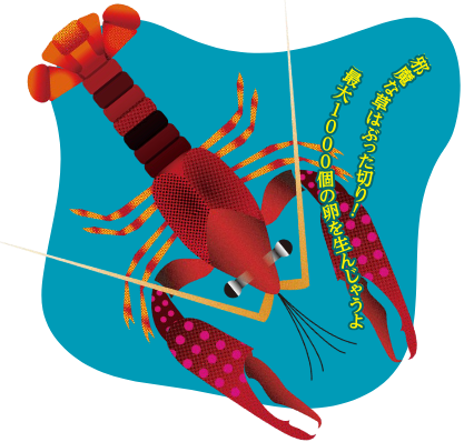 アメリカザリガニのイラストで、邪魔な草はぶった切り!最大1000個の卵を生んじゃうよ