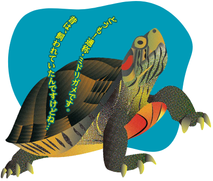 ミシシッピアカミミガメのイラストで、どうも!通称・ミドリガメです。昔は、飼われていたんですけどね…