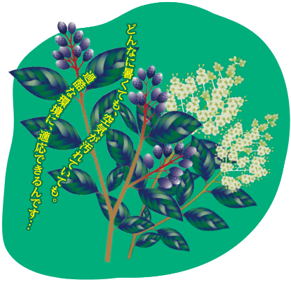 トウネズミモチのイラストで、どんなに暑くても、空気が汚れていても。過酷な環境に、適応できるんです…