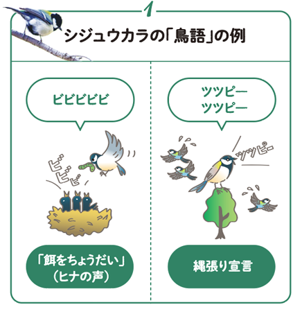 シジュウカラの「鳥語」の例1 ビビビビビは「餌をちょうだい」(ヒナの声)、ツツピ―ツツピ―は縄張り宣言