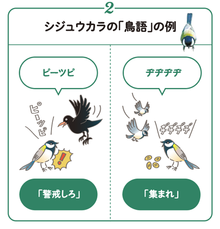 シジュウカラの「鳥語」の例2 ピーツピは「警戒しろ」、ヂヂヂヂは「集まれ」
